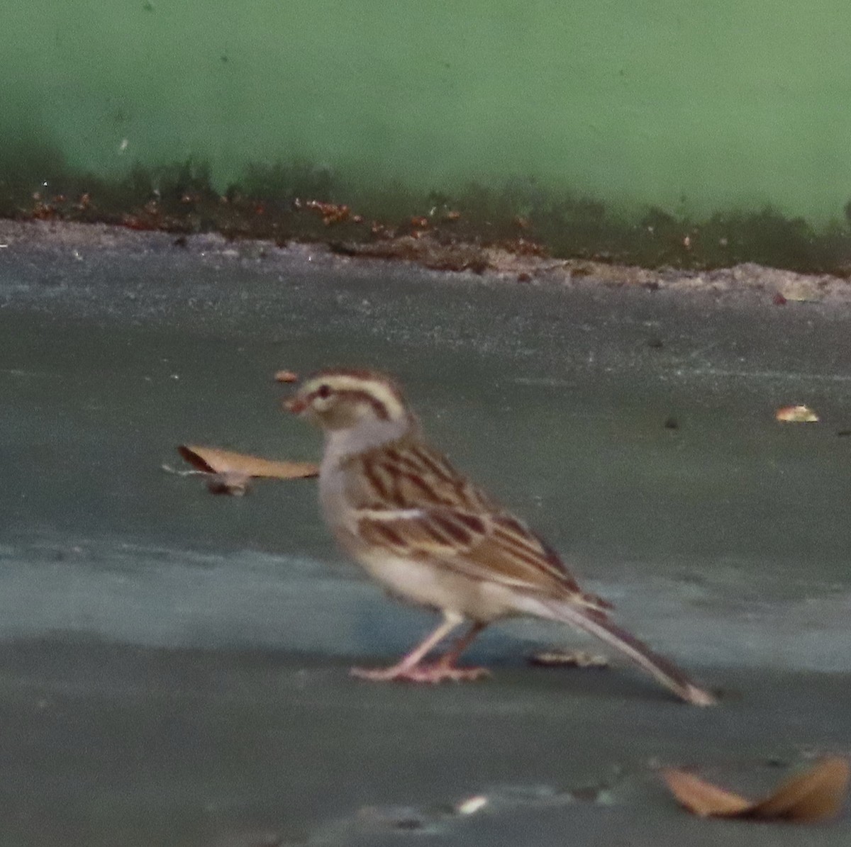 Chipping Sparrow - ML647491586