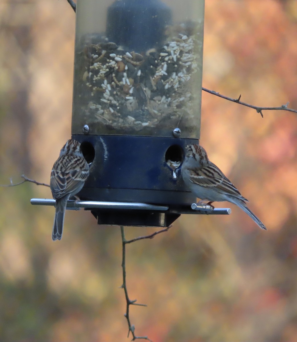 Chipping Sparrow - ML647491587