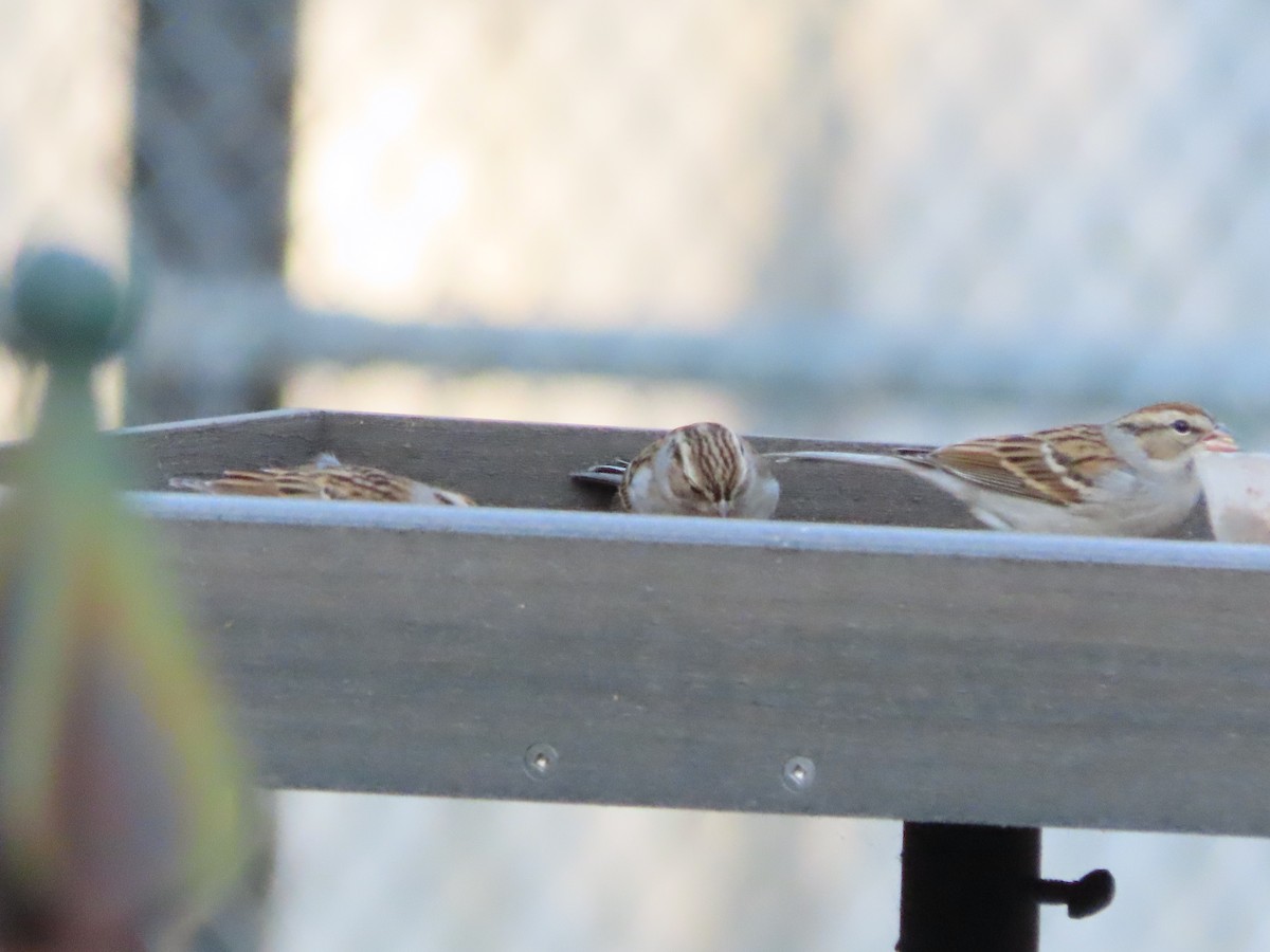 Chipping Sparrow - ML647491588