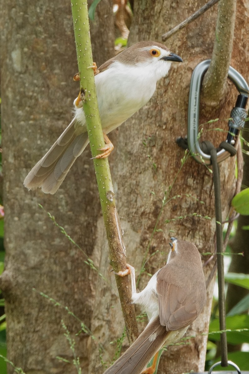 guløyesanger - ML647491589