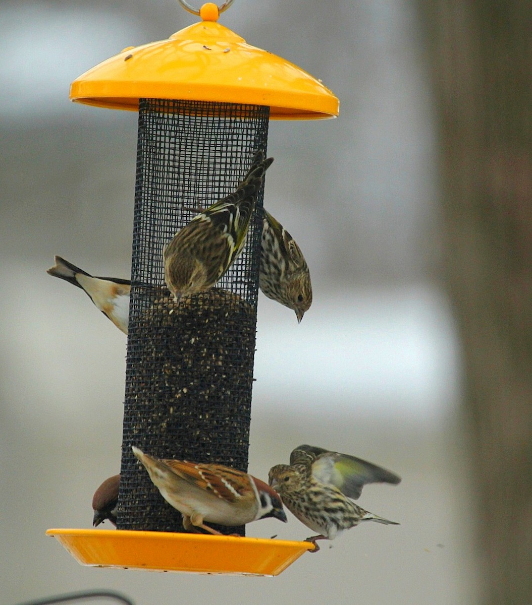 stripesisik - ML647491590