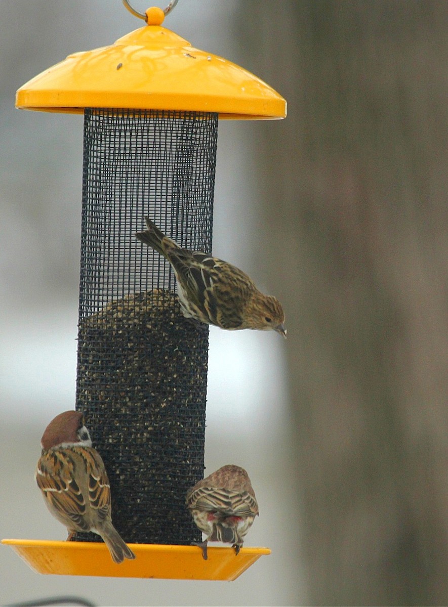 stripesisik - ML647491591