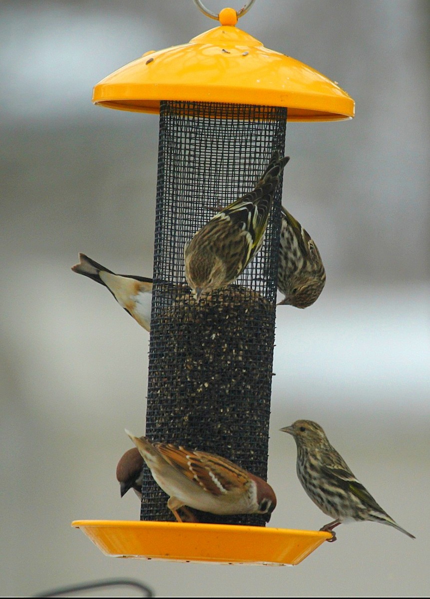 stripesisik - ML647491592