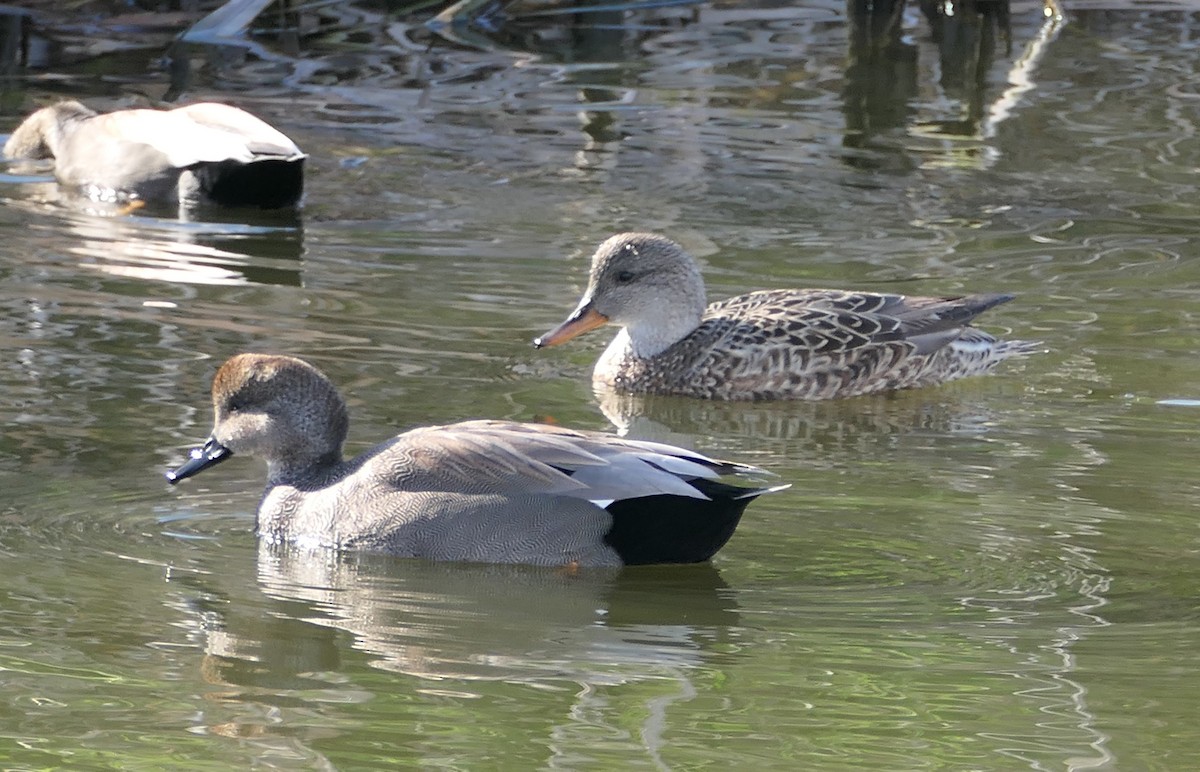 snadderand - ML647491594