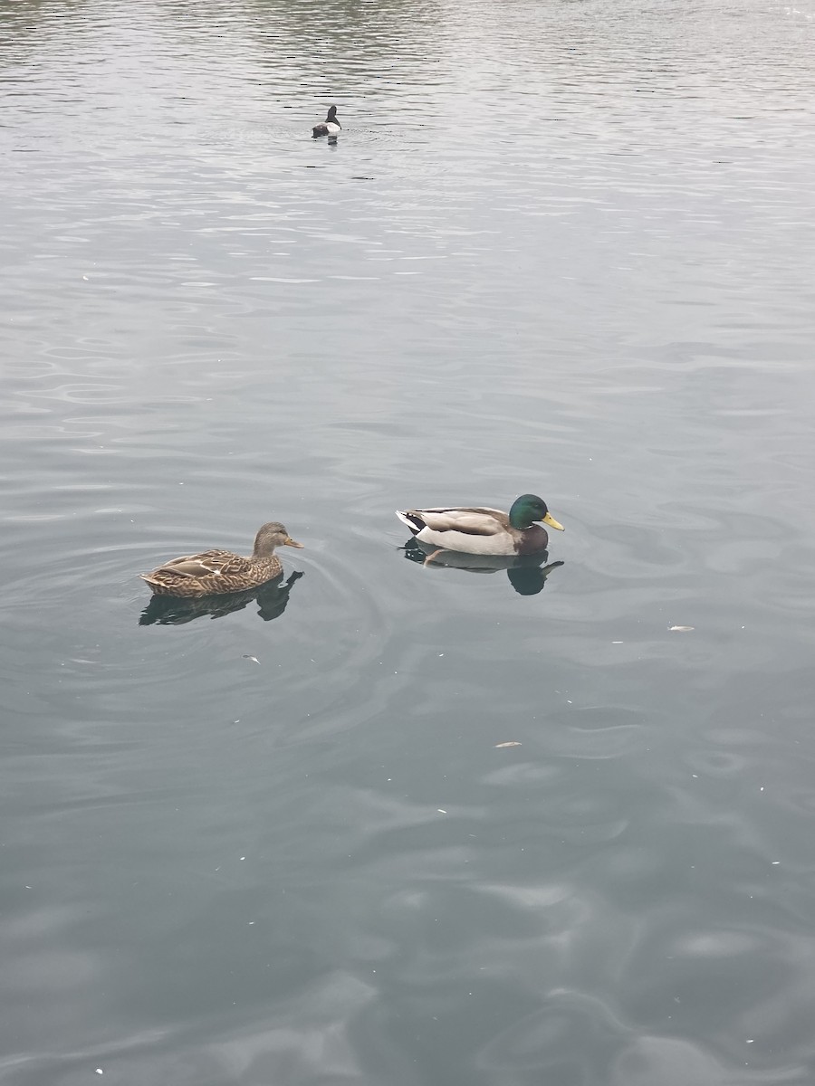 stokkand - ML647491595