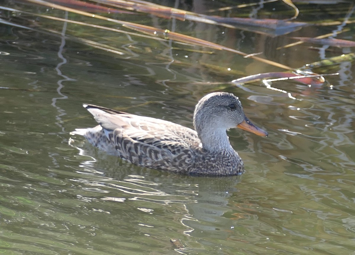 snadderand - ML647491596