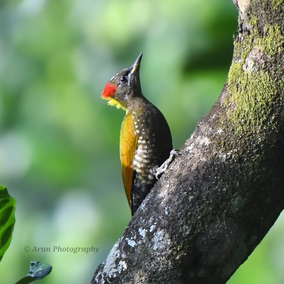 ildnakkespett - ML647491597