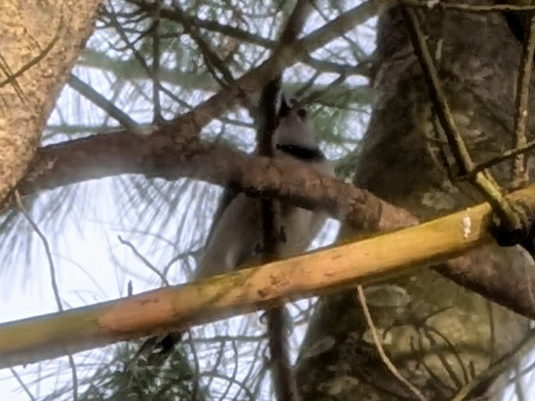 blåskrike - ML647491598