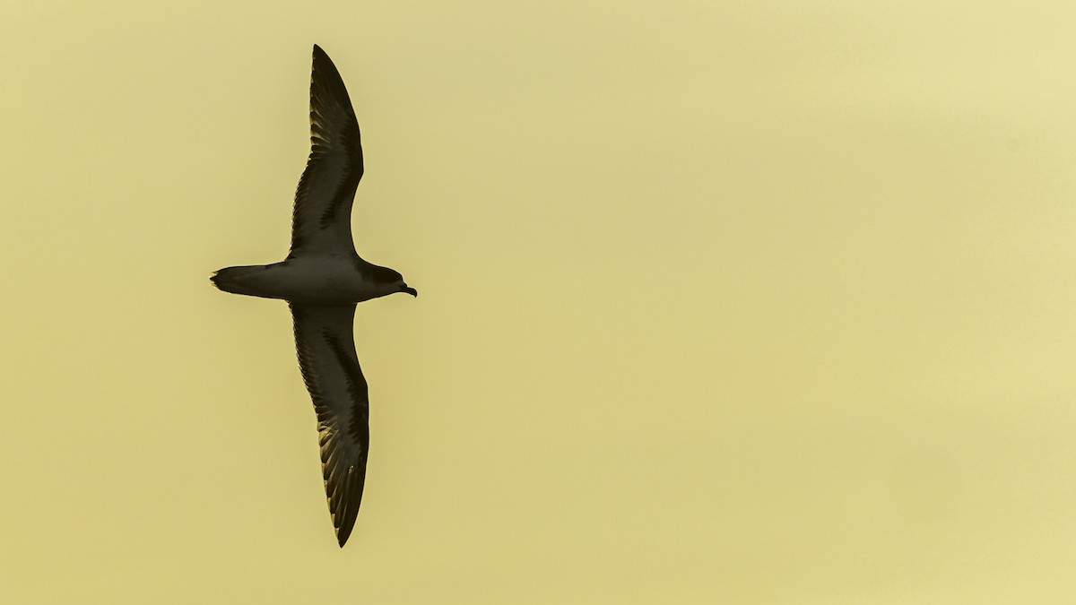 rodriguespetrell - ML647491599