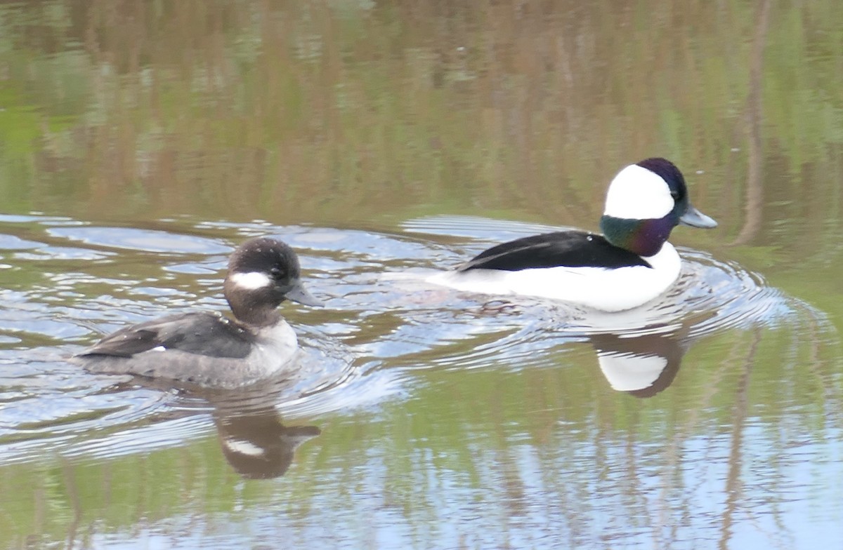 bøffeland - ML647491601