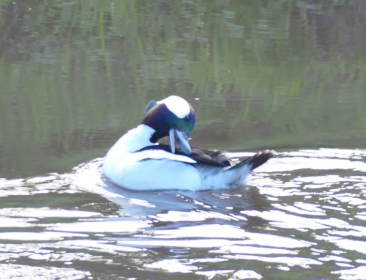 bøffeland - ML647491602