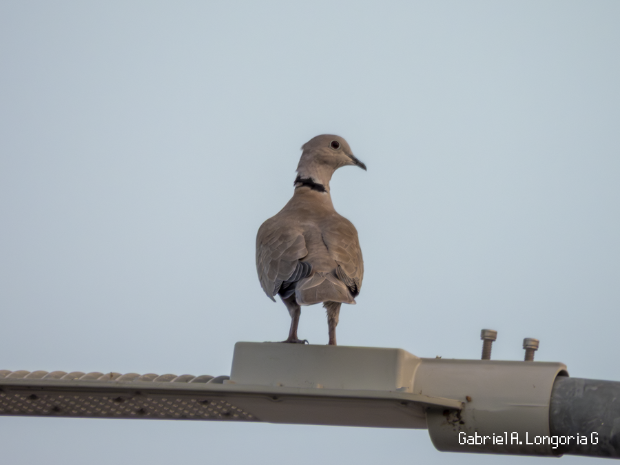 tyrkerdue - ML647491603