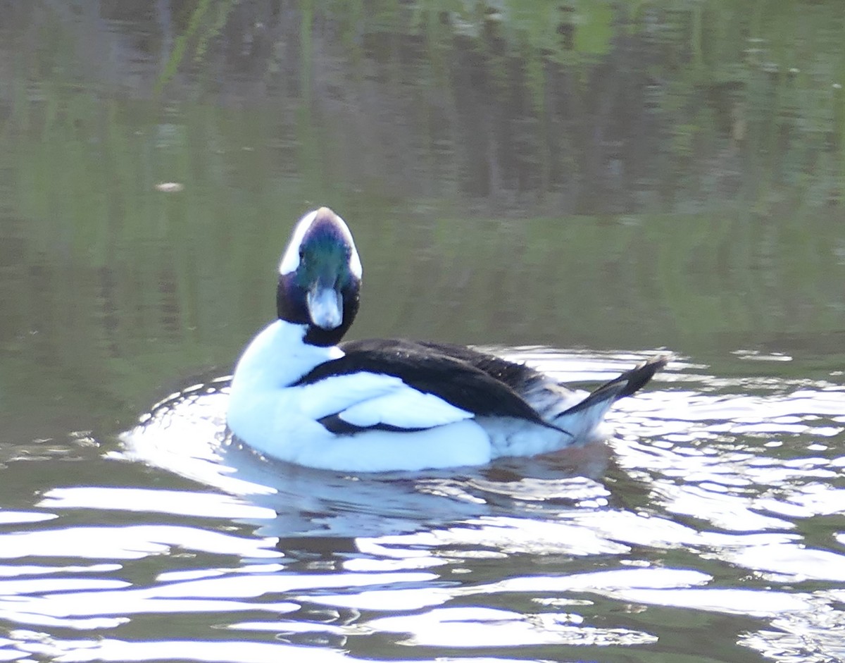 bøffeland - ML647491604