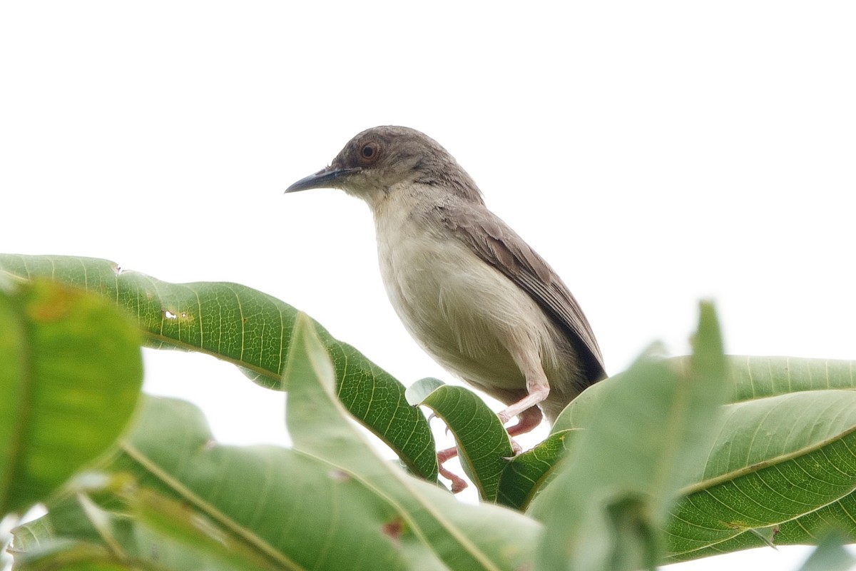 indiaprinia - ML647491606