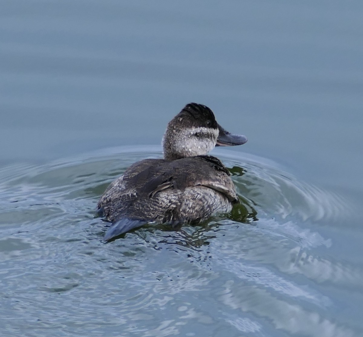 kobberand - ML647491608