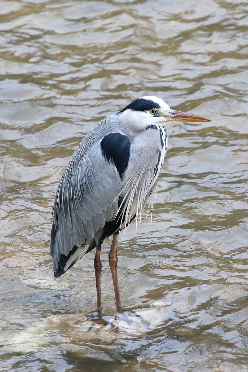 gråhegre - ML647491610