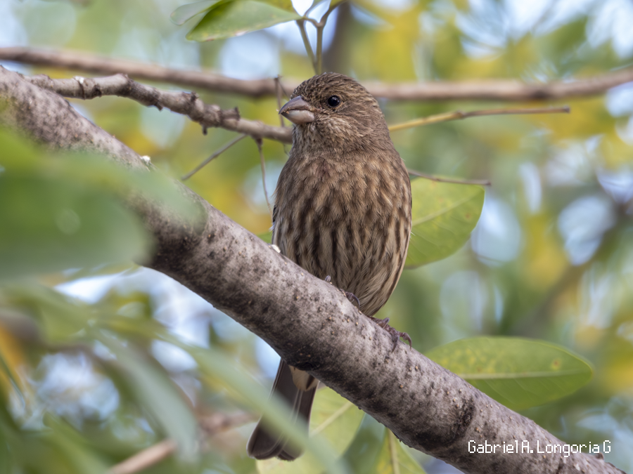 husrosenfink - ML647491611