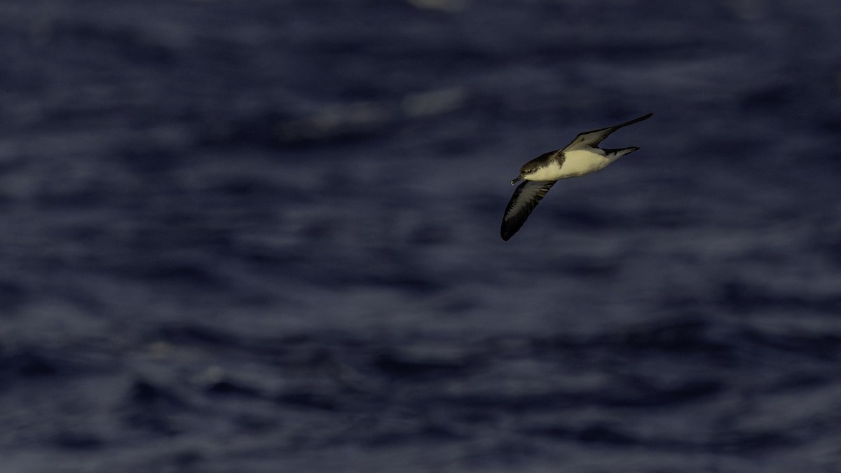 nymfelire (bailloni) - ML647491612