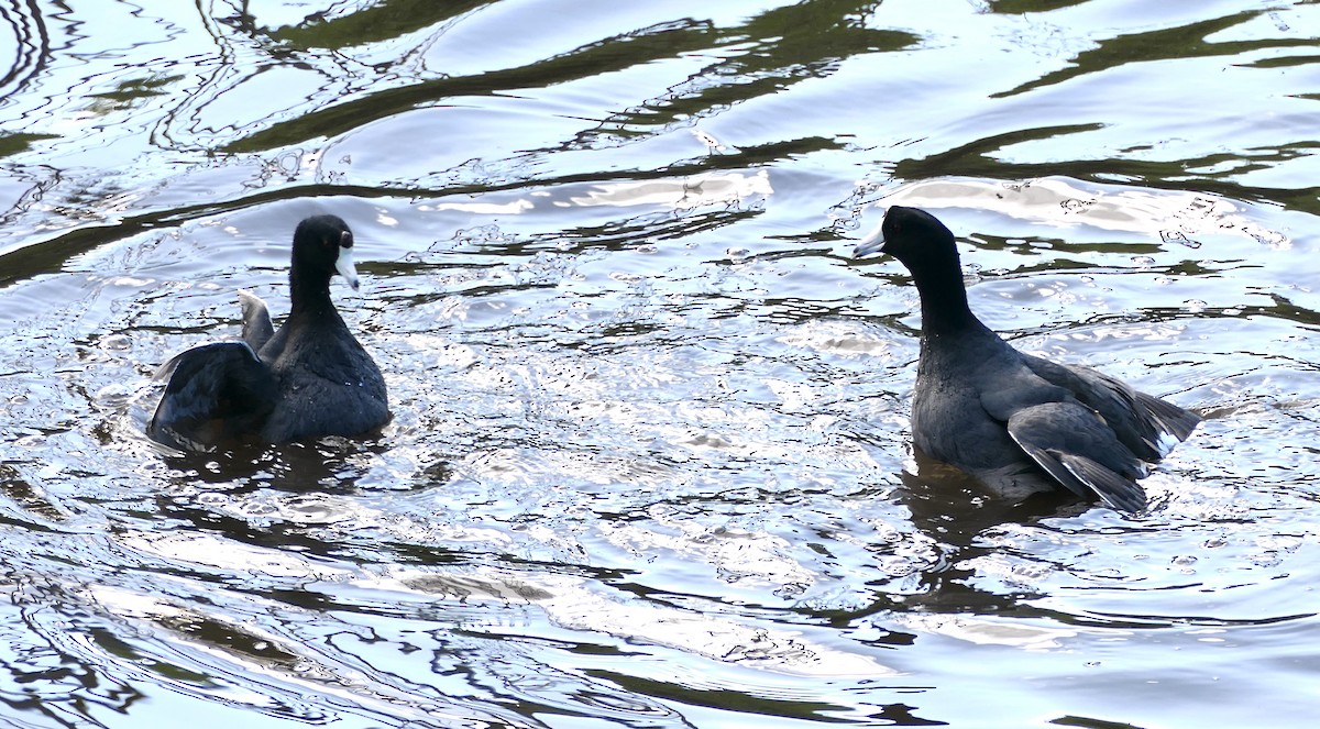 amerikasothøne - ML647491613