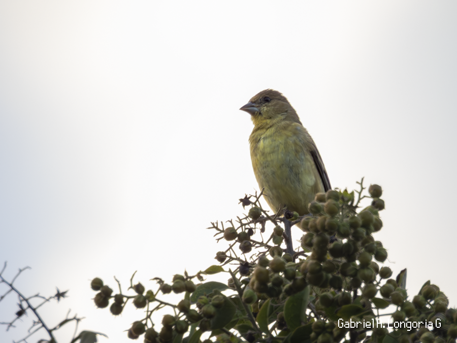 småstillits - ML647491614