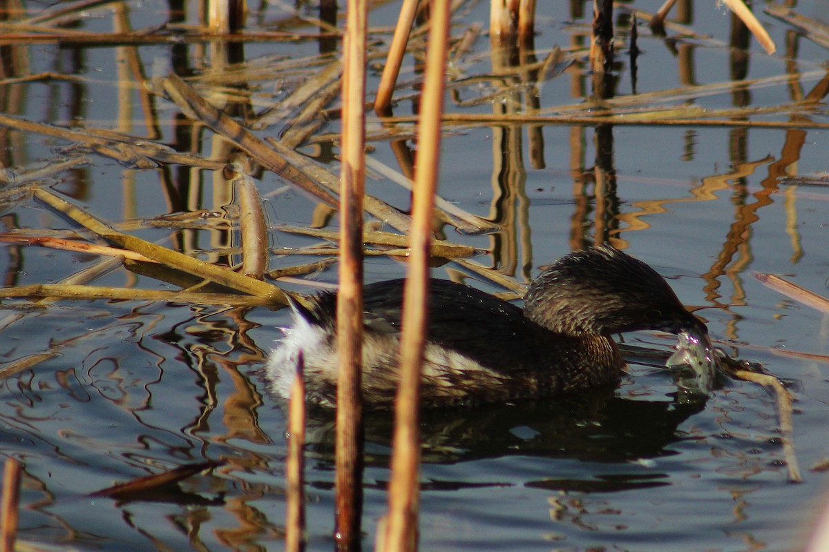 ringnebbdykker - ML647491615