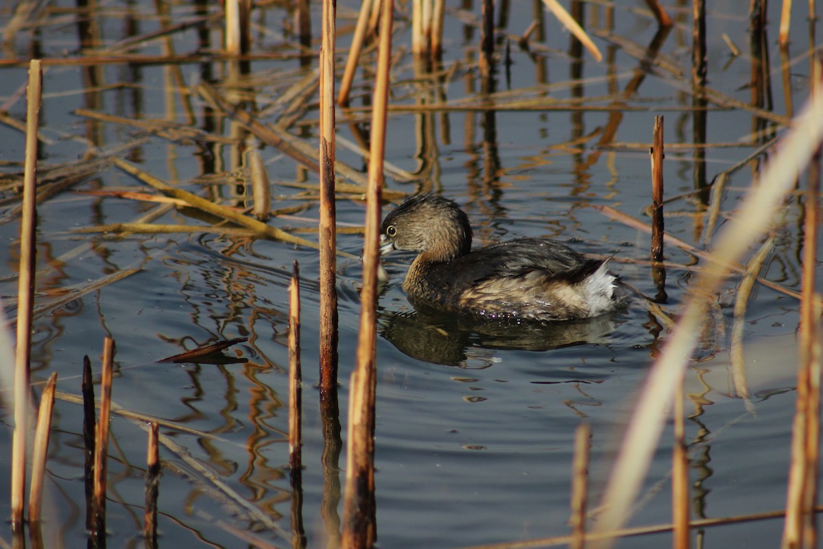 ringnebbdykker - ML647491616