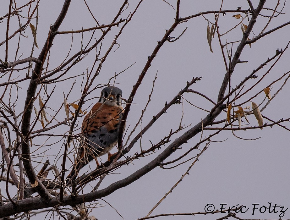 spurvefalk - ML647491617