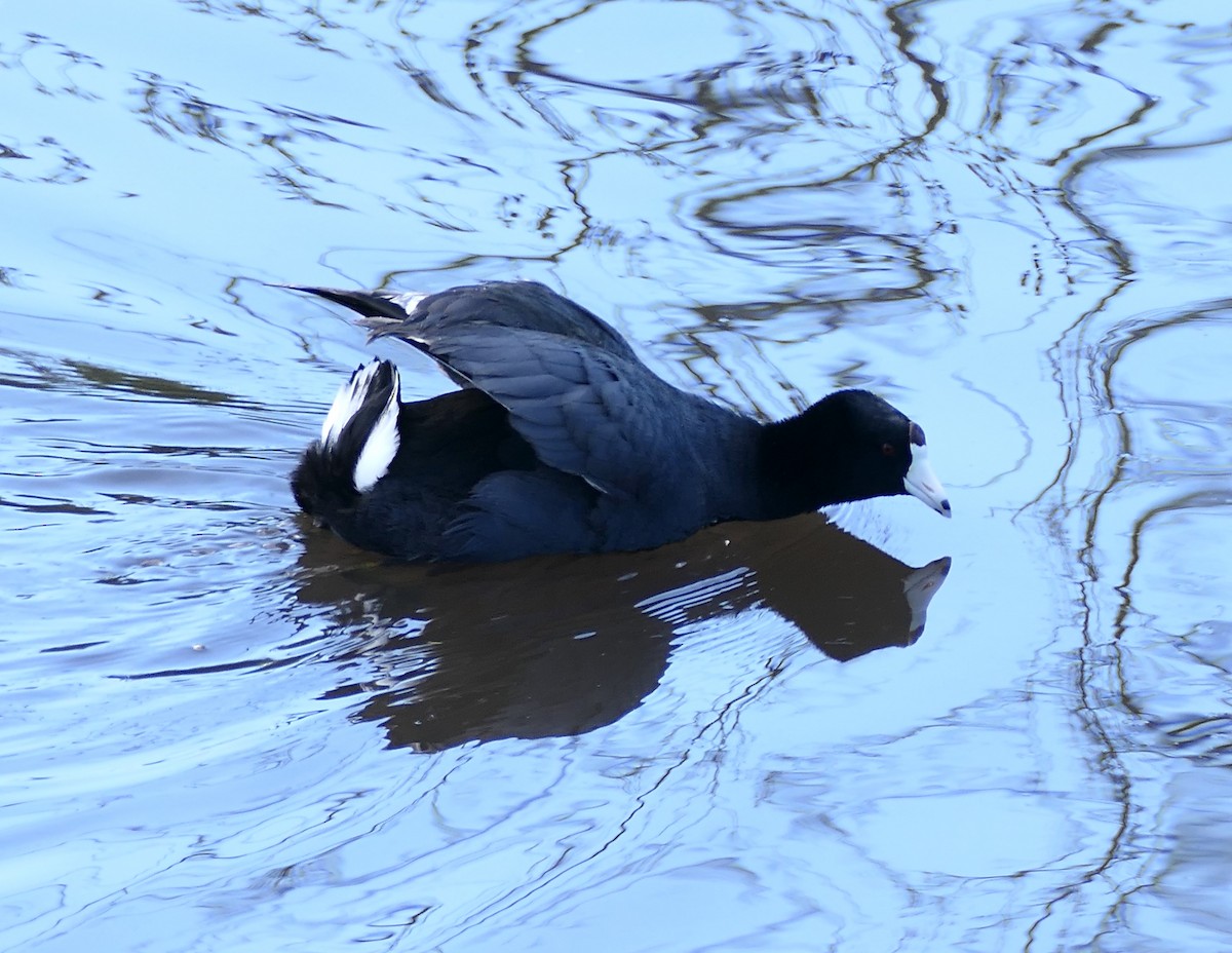 amerikasothøne - ML647491618