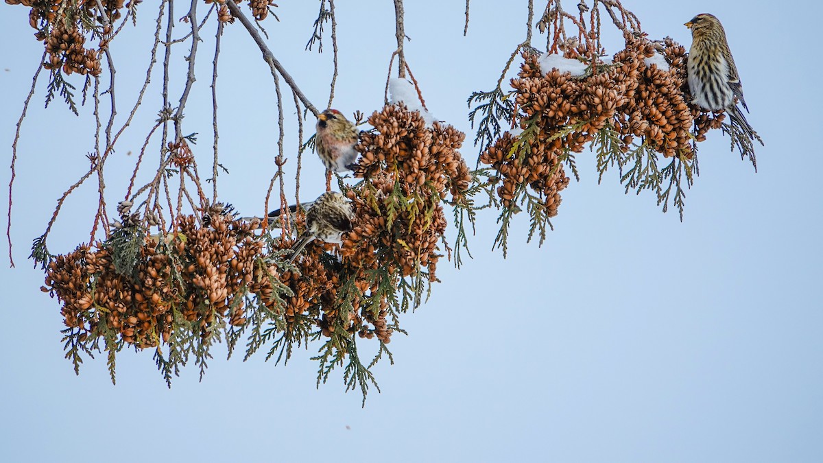 gråsisik - ML647491619