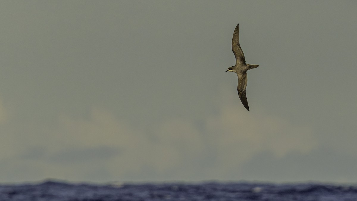 rodriguespetrell - ML647491620