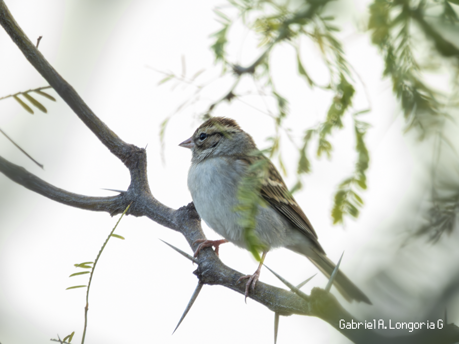 brunissespurv - ML647491621