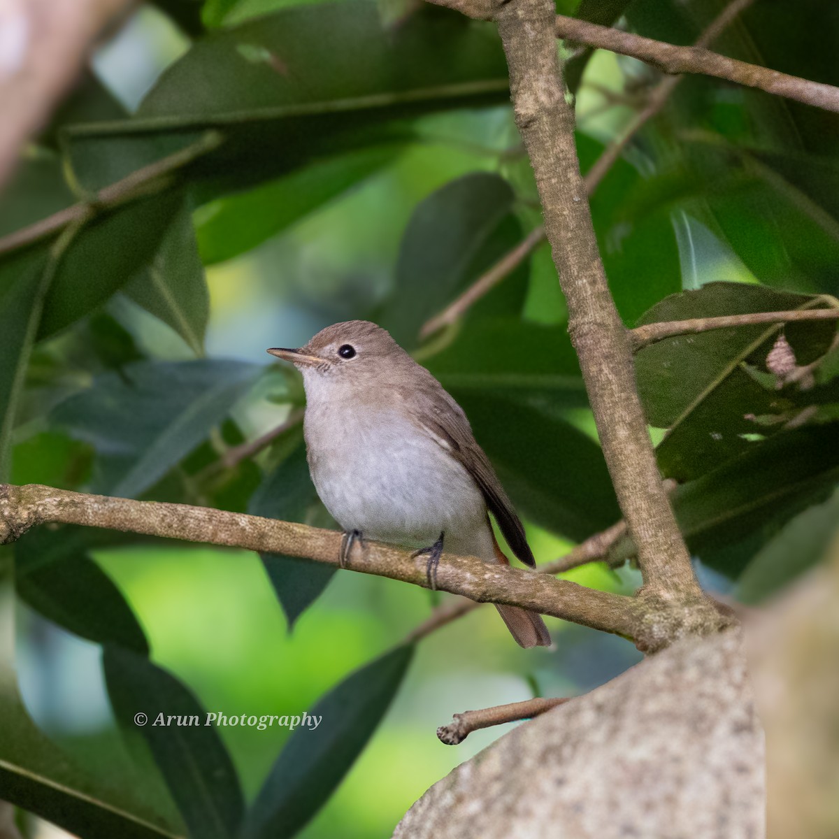 Рыжехвостая мухоловка - ML647491622