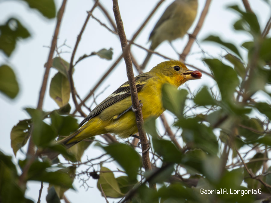 Western Tanager - ML647491624