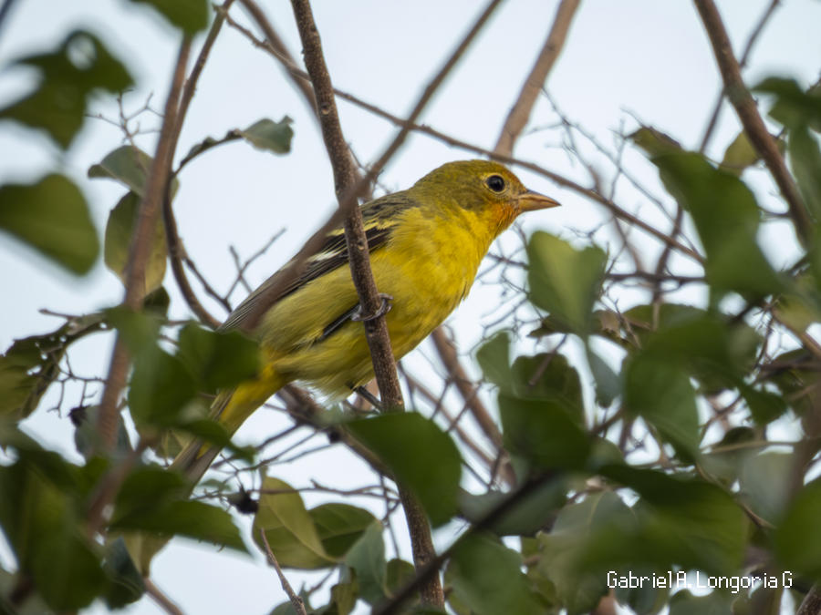 Western Tanager - ML647491625