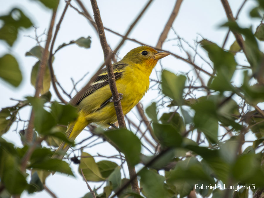 Western Tanager - ML647491626