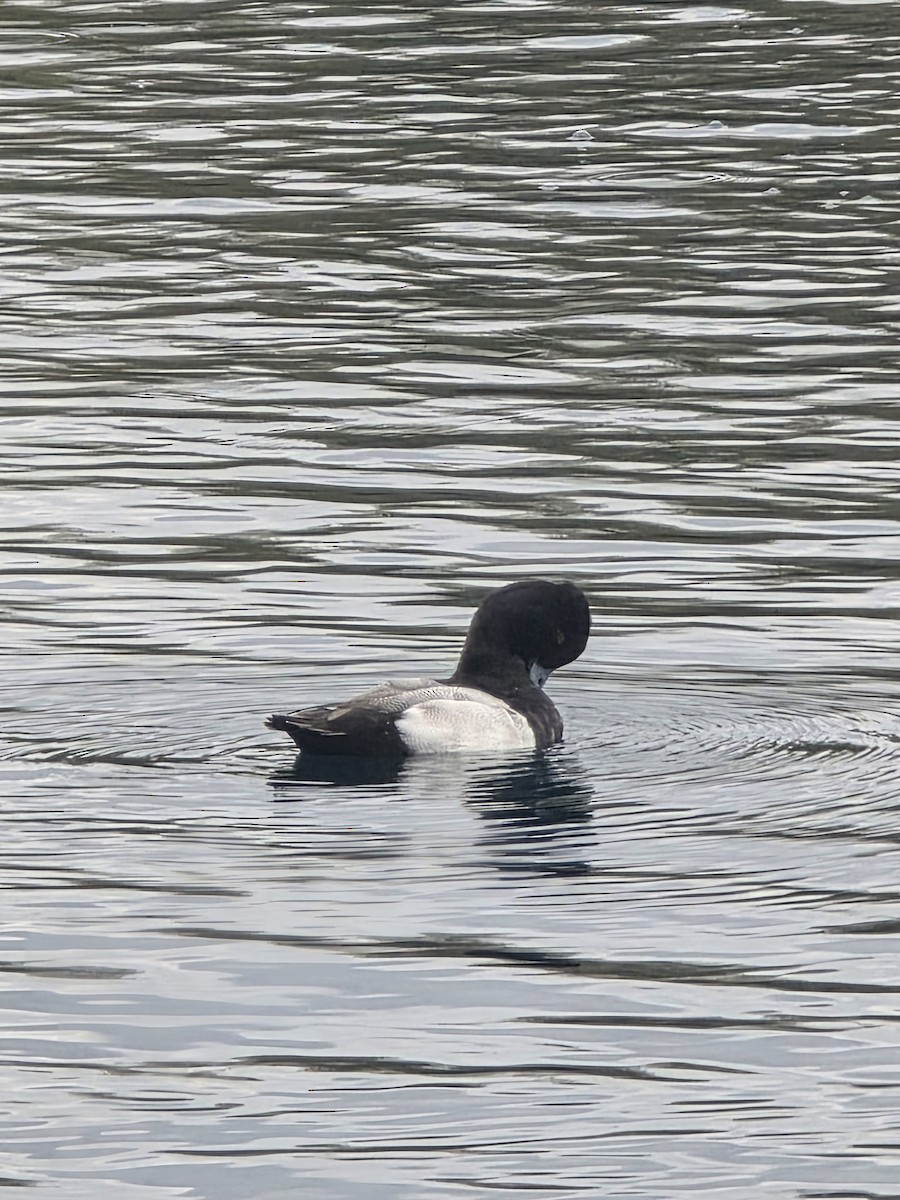 Lesser Scaup - ML647491635