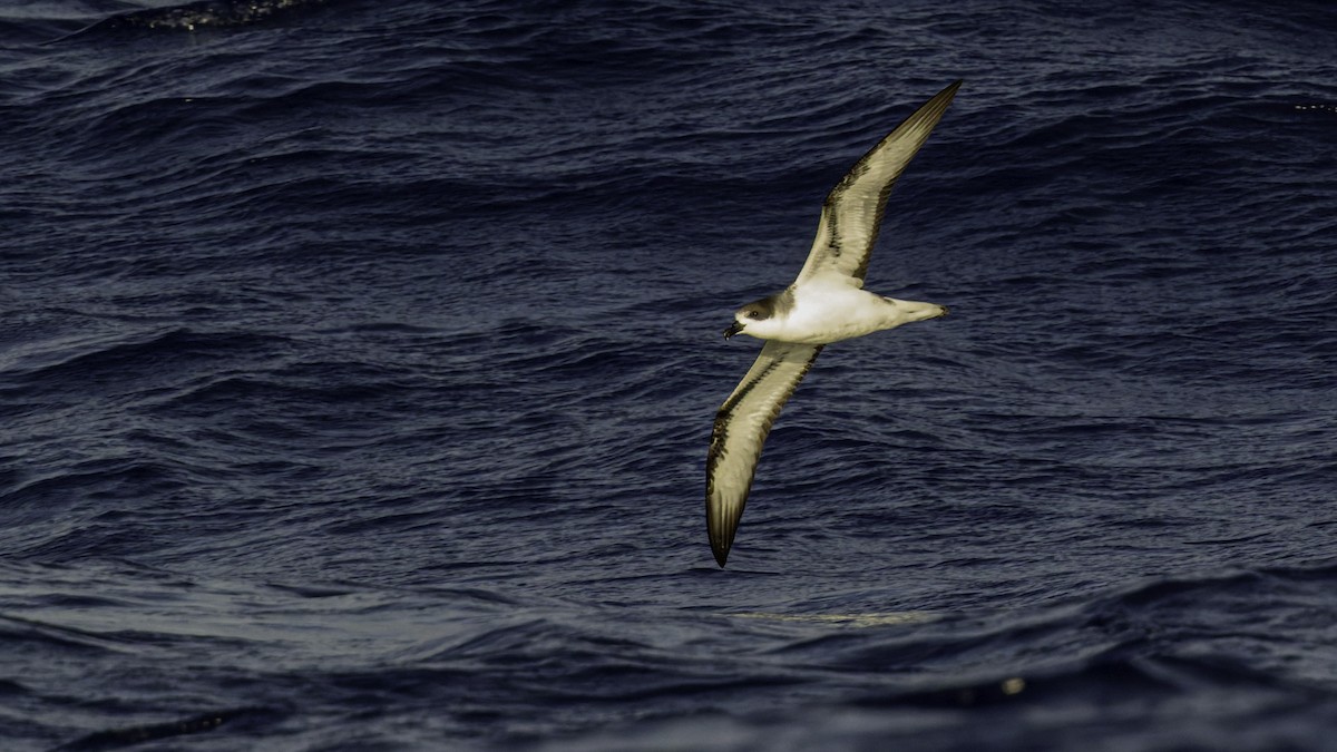 Реюньонский тайфунник - ML647491637