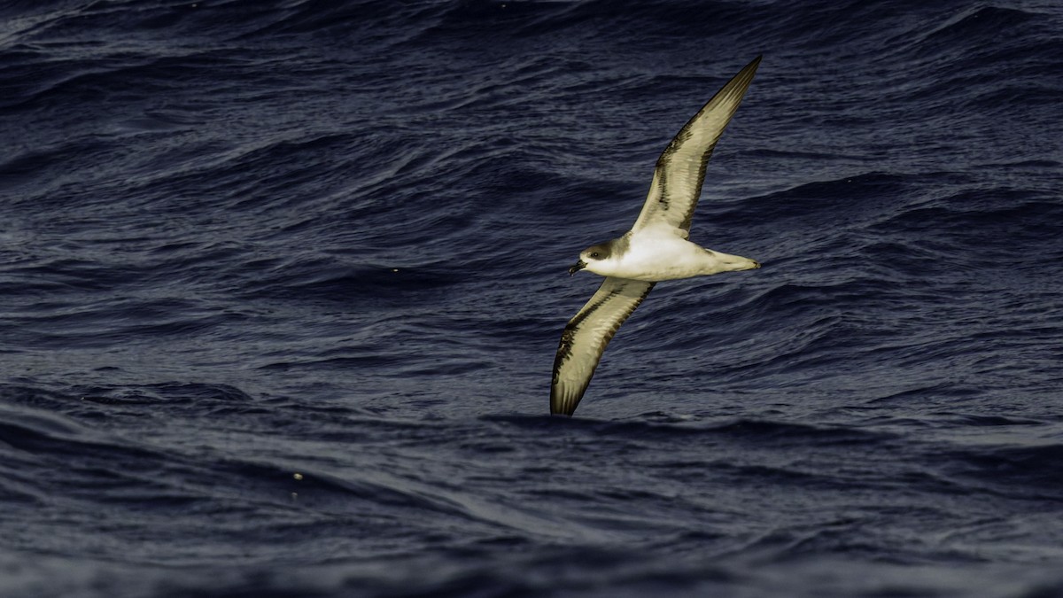 Реюньонский тайфунник - ML647491643