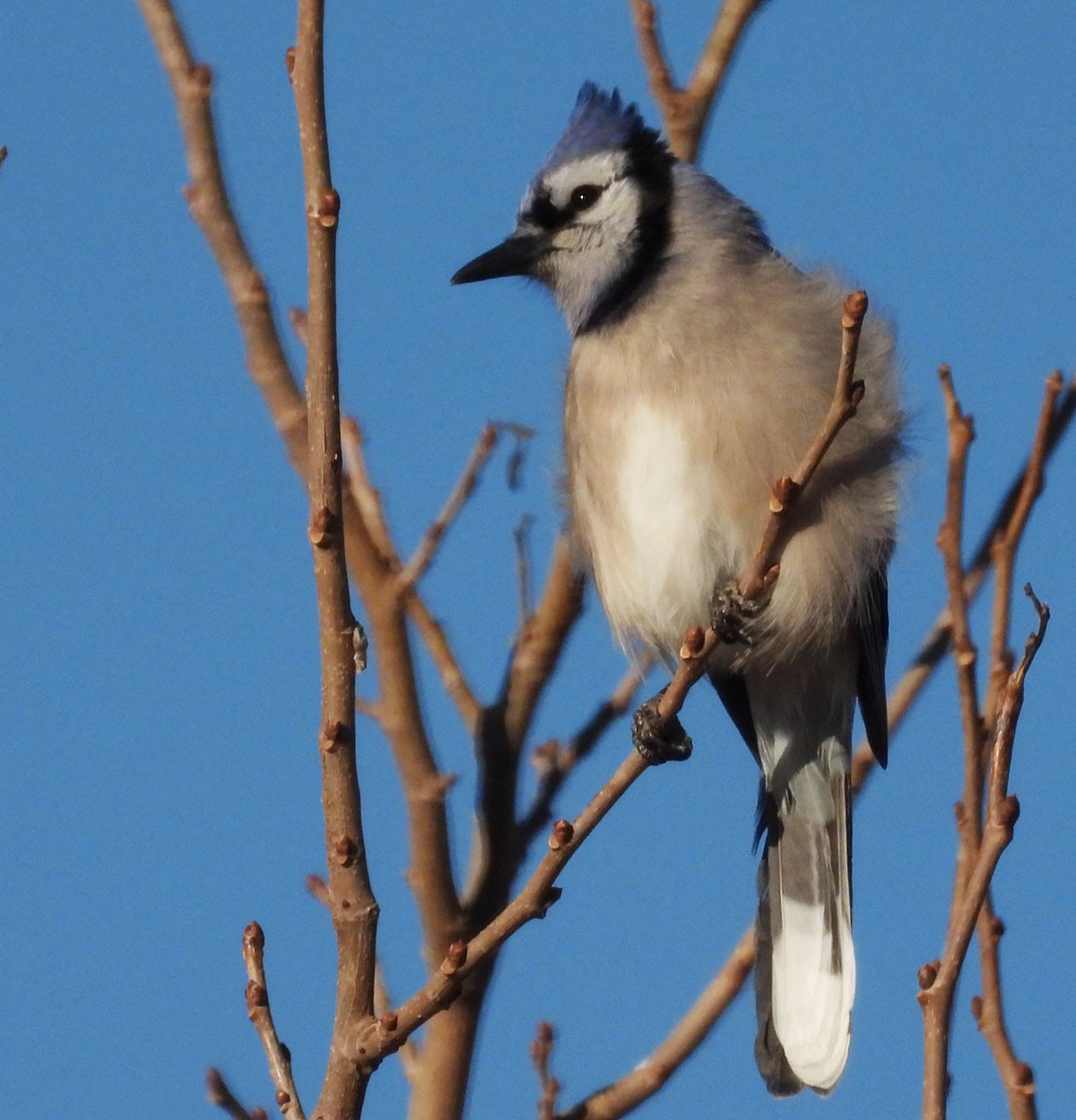 Blue Jay - ML647491661