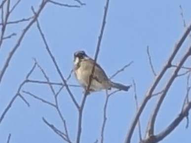 Gorrión Común - ML647491671