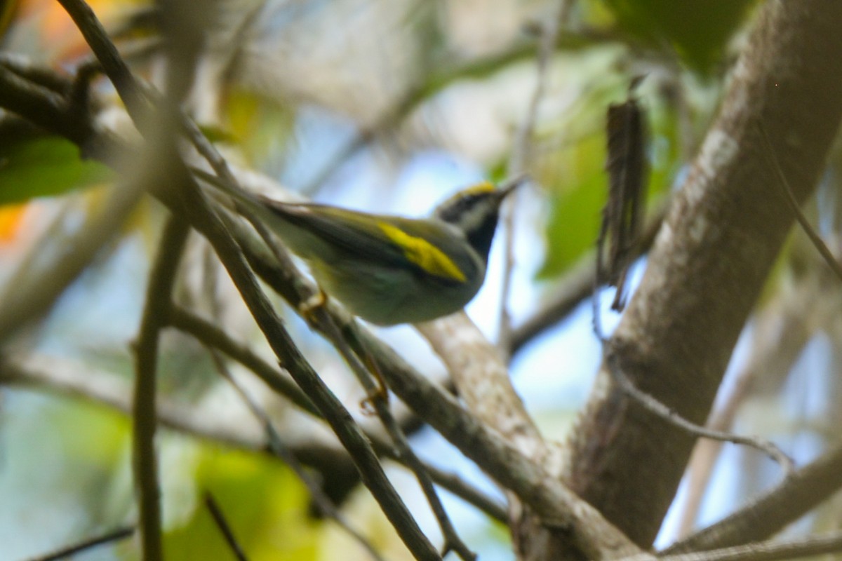Golden-winged Warbler - ML647491678