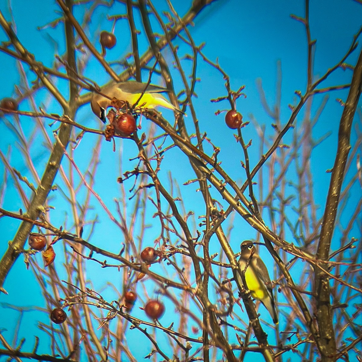 Sedir İpekkuyruğu - ML647491691