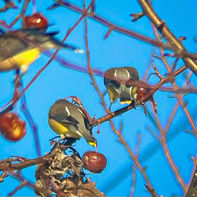 Sedir İpekkuyruğu - ML647491692