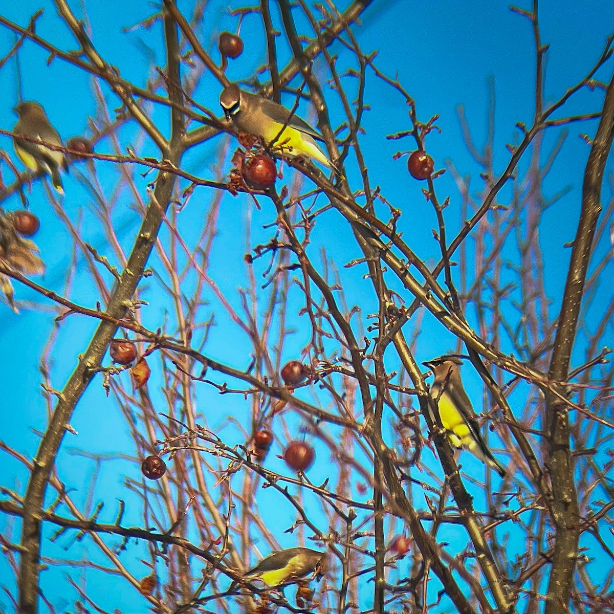 Sedir İpekkuyruğu - ML647491693