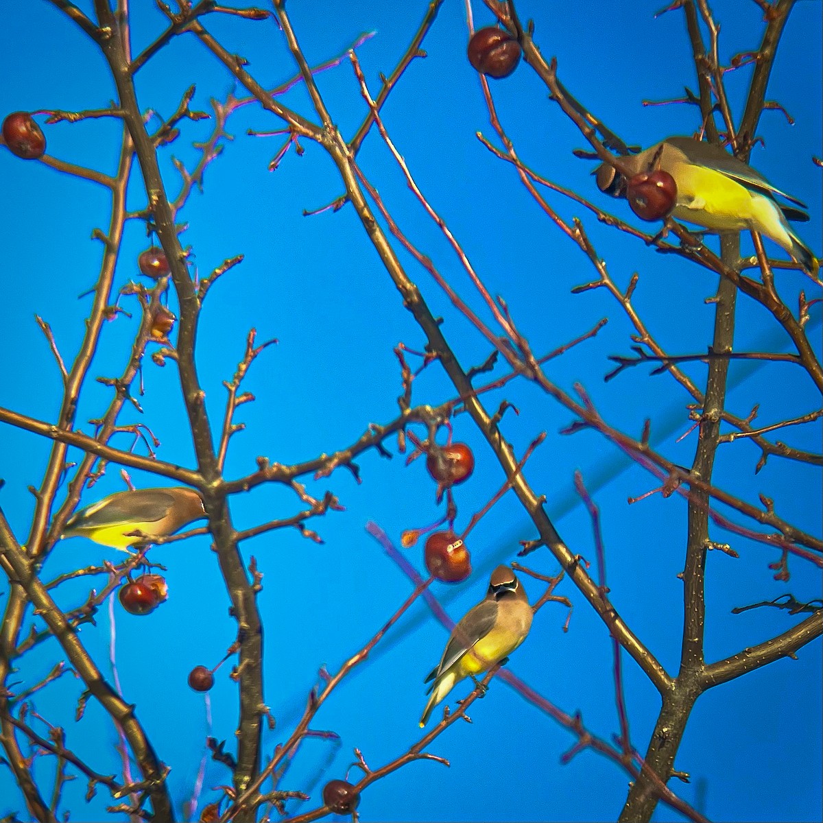 Sedir İpekkuyruğu - ML647491694