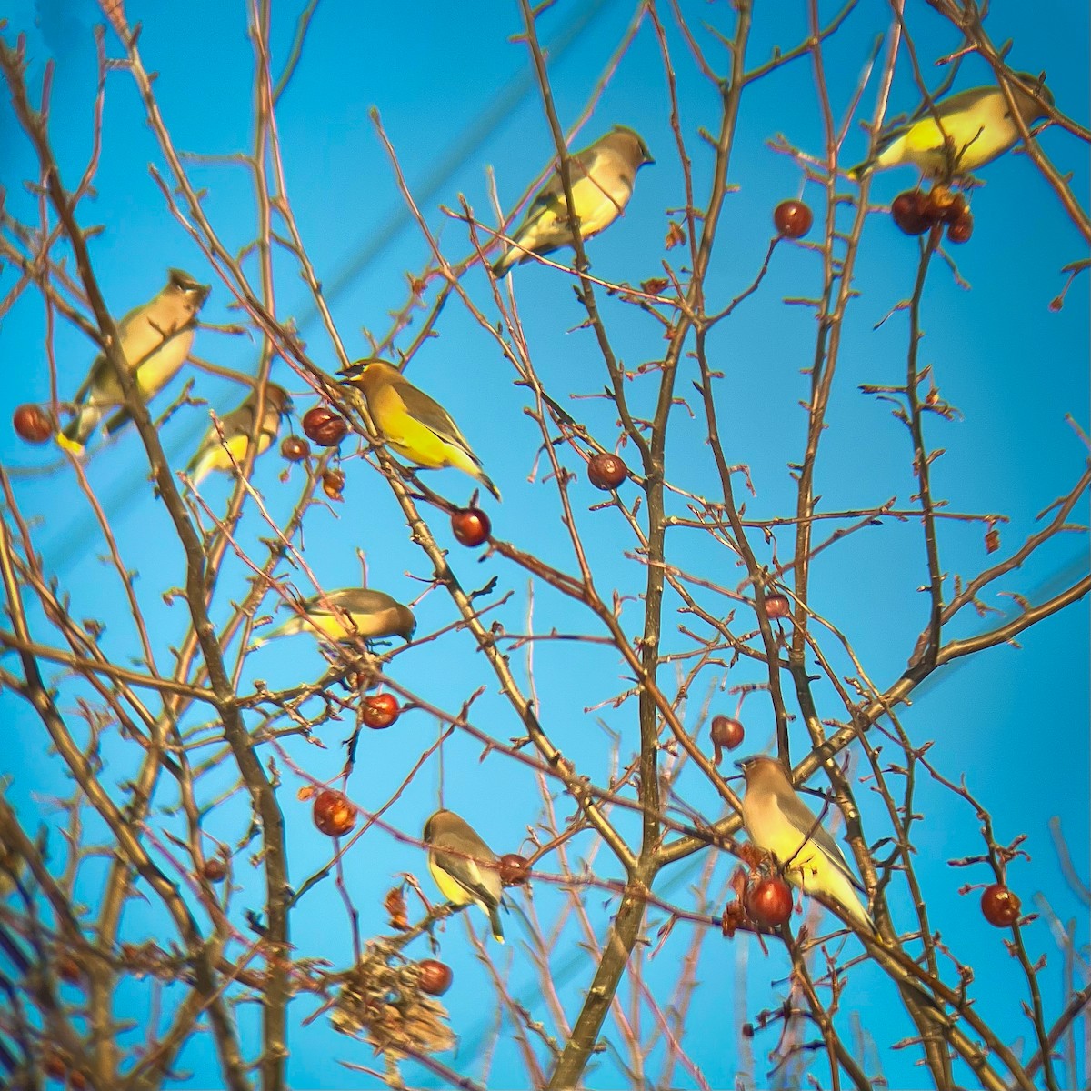 Sedir İpekkuyruğu - ML647491695