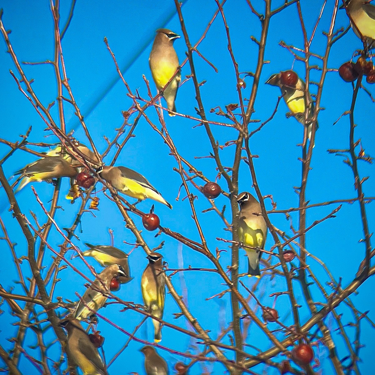 Sedir İpekkuyruğu - ML647491696