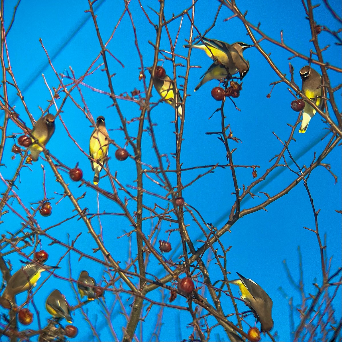 Sedir İpekkuyruğu - ML647491697