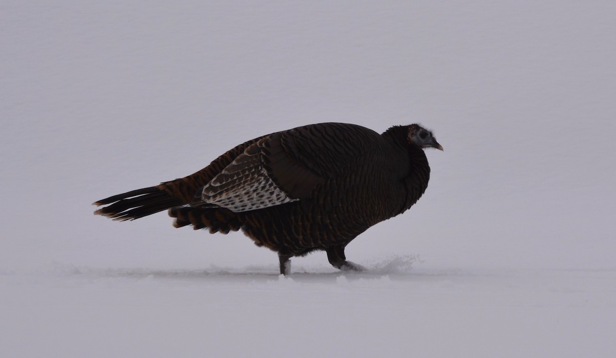 シチメンチョウ - ML647491700