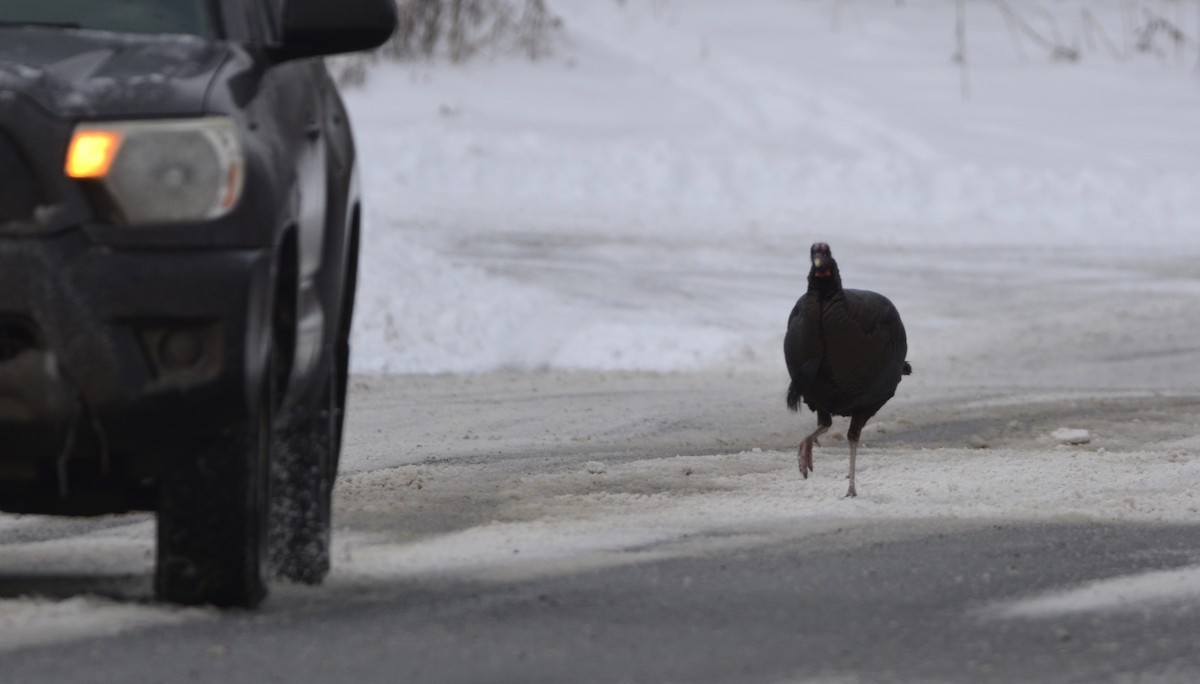 シチメンチョウ - ML647491701